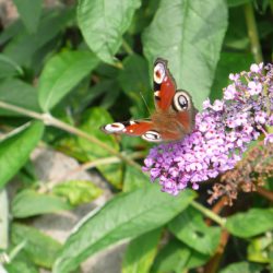 Butterflies in November – What’s On in December?