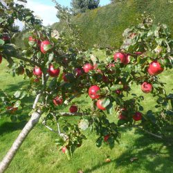 See the Park in Autumn & What’s On Nearby