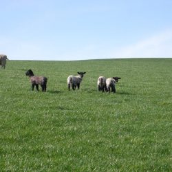 Springtime in Pictures & March Events