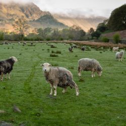 Agricultural Shows in The Lake District