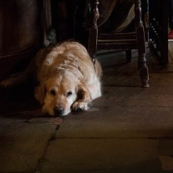 10 Dog Friendly Pubs in the Lake District
