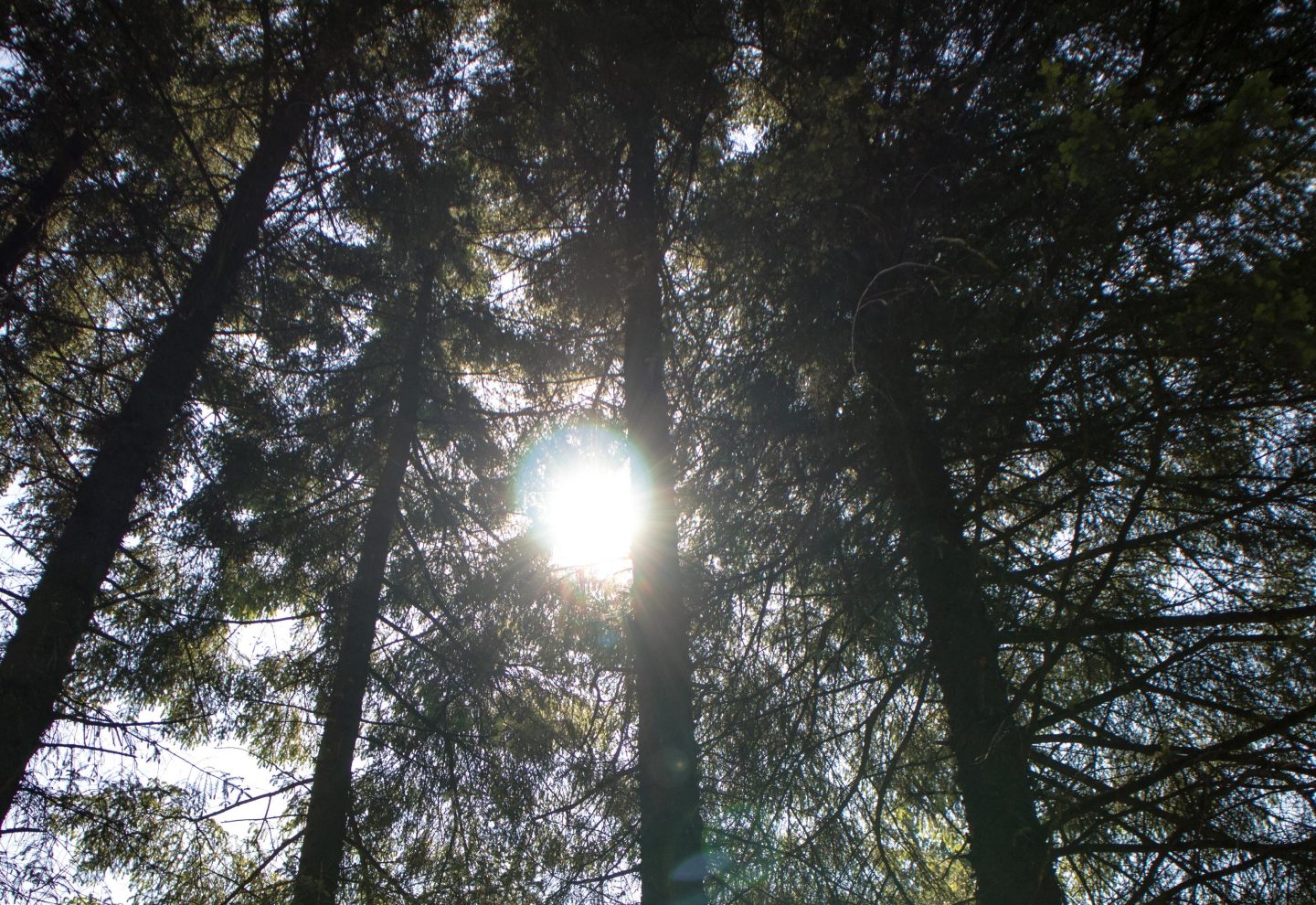 Forest of Bowland