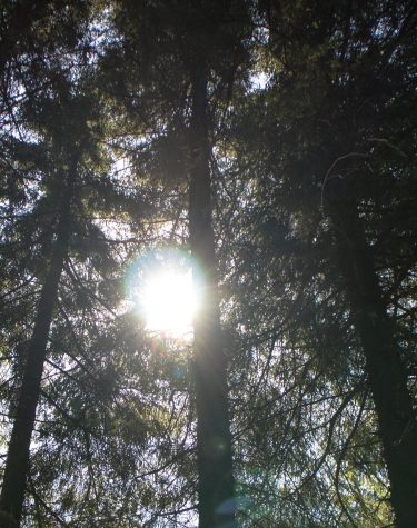Forest of Bowland
