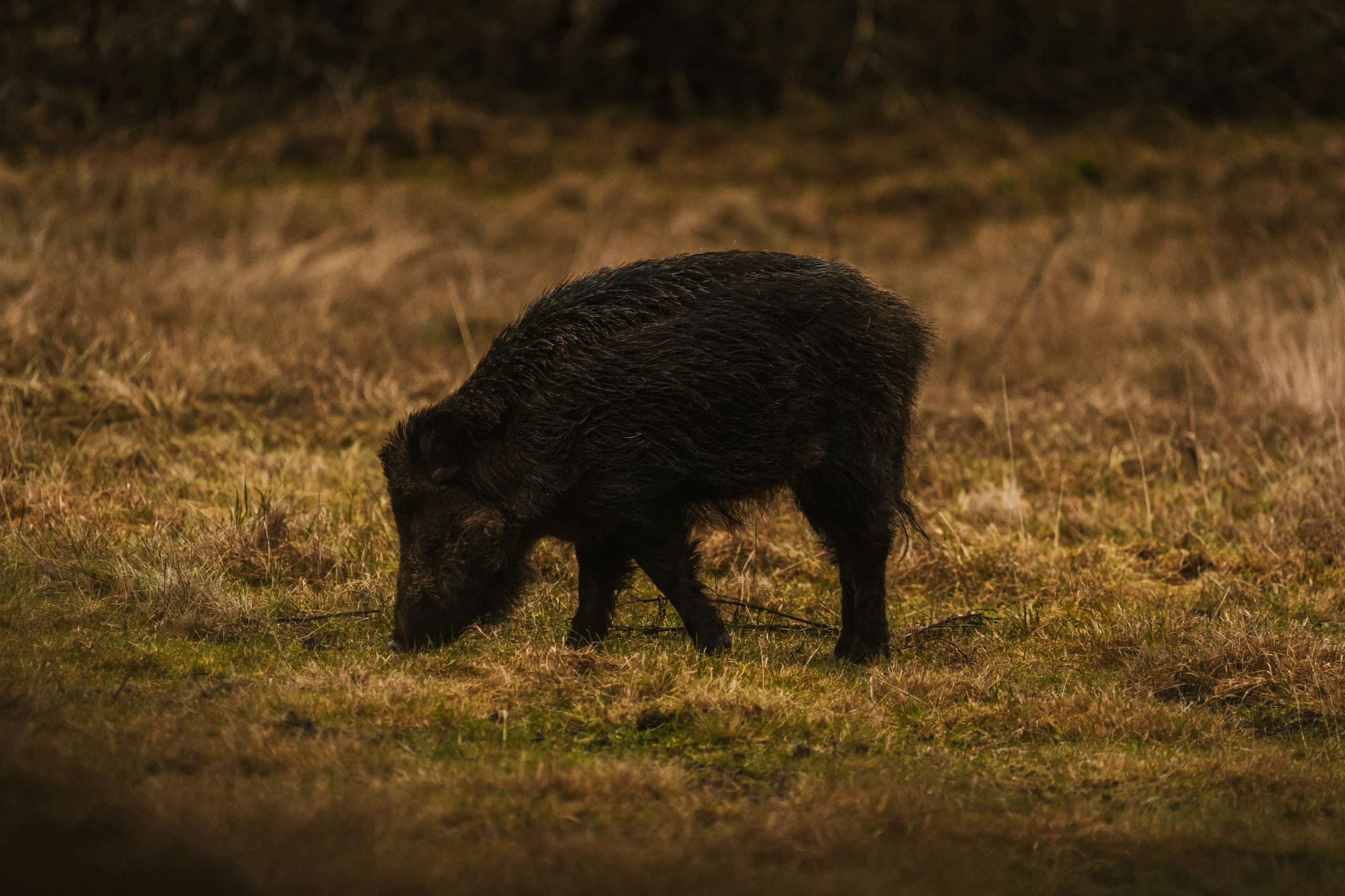 things to do in forest of bowland